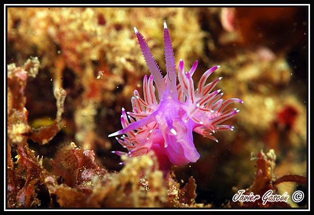 imagen submarina