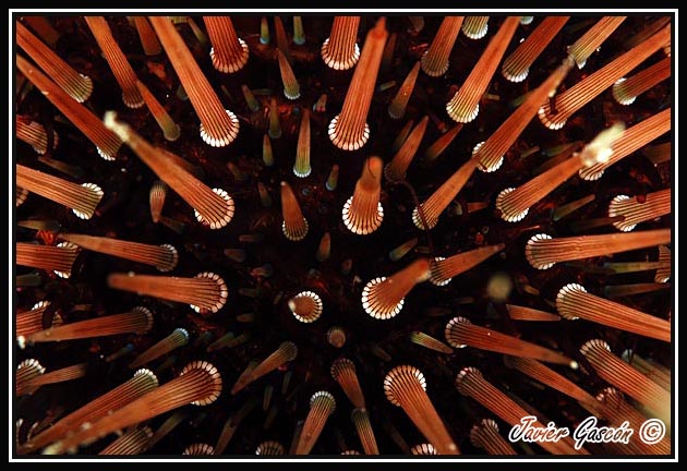 imagen submarina
