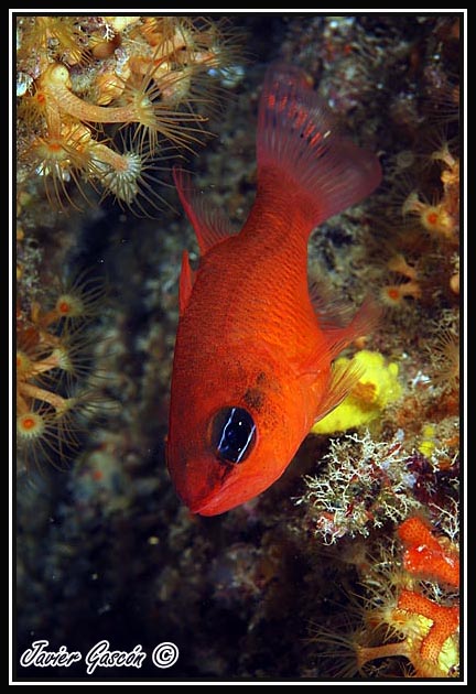 imagen submarina